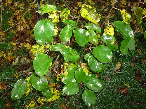 Apfelbaumzweig mit gelb grünen und verfärbten, fleckigen Blättern