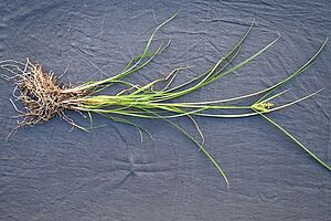 Une plante de souchet avec racine sur un fond noir. 