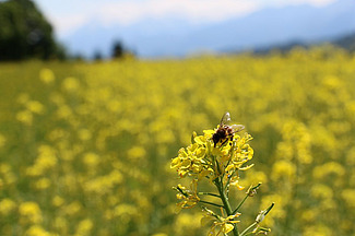 Une abeille sur un champ de colza.