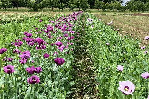 Cultures de pavots violets et lilas, cultivés en bandes.