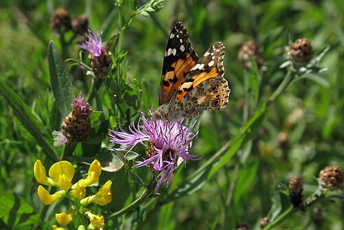 Papillion sur un fleure