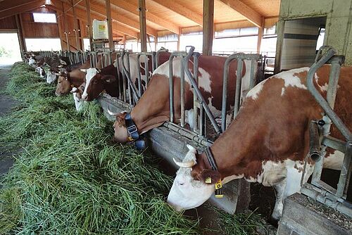 Vaches en train de manger
