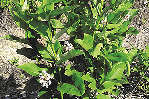 [Translate to Französisch:] 