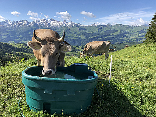Abreuvoir moderne en plastique pour les bovins à l'alpage