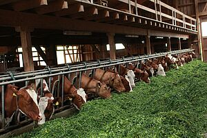 Vaches dans l'étable, Betrieb Meier, Noflen BE