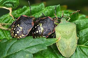 Trois punaises sur une feuilles