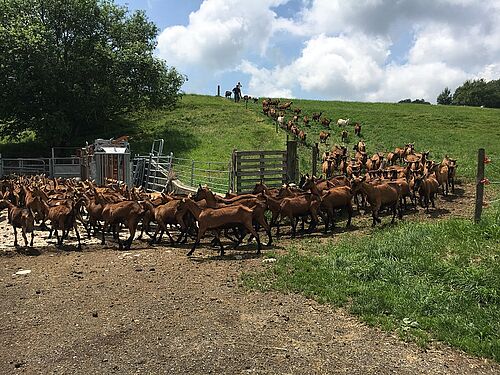 Une soixantaine de chèvres en file indienne en direction de la salle de traite