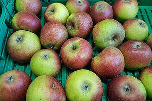 [Translate to Französisch:] reife, dunklrot-grüne Äpfel in Kiste