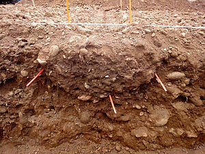 Sur un profil de sol, on voit trois baguettes rouges.