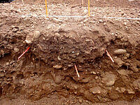 Les trois baguettes rouges que l'on voit sur ce profil de sol délimitent la zone tassée par le passage des machines.