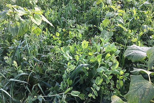 Mélange de pois, tournesol, vesces et autres plantes pour engrais vert