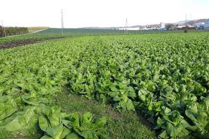 Un champ de pains de sucre