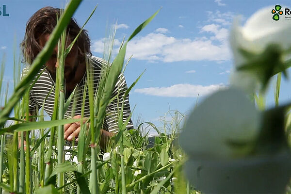 Ein Mann beobachtet Mischung aus Erbsen und Gerste