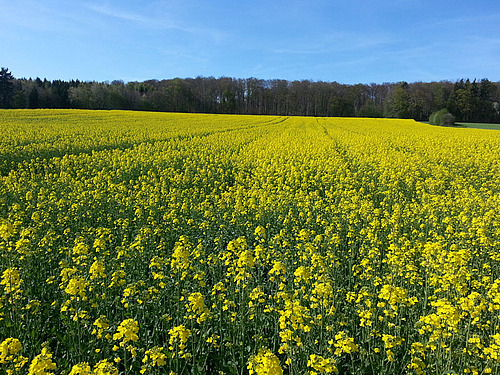 Champ de colza en fleur