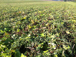 Engrais vert juste après le passage du rouleau faca à fin septembre. On voit les plantes écrasées par le rouleau.