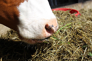 Bouche d'une vache qui mange du fourrage grossier.