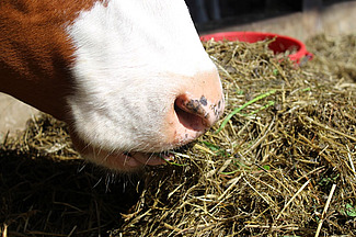 Bouche d'une vache qui mange du fourrage grossier.
