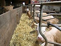 Vaches dans des logettes munie d'un couloir de fuite à l'avant