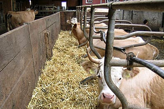 Vaches dans des logettes munie d'un couloir de fuite à l'avant.