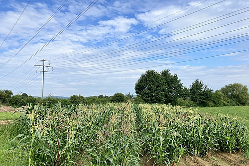Champ de maïs sucré avec différentes variétés.