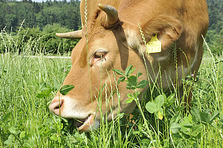 Vache beige mangeant un pâturage vert juteux de trèfle et d'herbe.