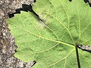 Oïdium sur feuille de vigne. Photo: FiBL, David Marchand