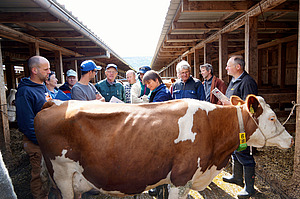Un groupe de personnes se tient en demi-cercle autour d'une vache rouge et blanche.