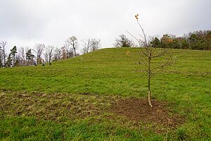 Même surface avec un arbre plus grand et plusieurs petits arbres dans le pâturage