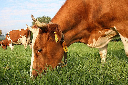 Une vache qui broute dans un pré.