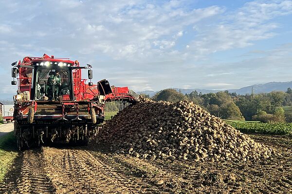 Une pile de betteraves avec une machine de recolte.