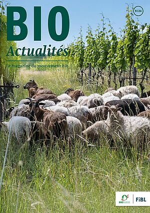 Page de couverture du Bioactualités 9|24: Des moutons et des chèvres dans un vignoble.