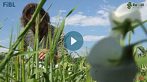 Un homme regarde un mélange de pois et d'orge