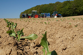 Des jeunes plantes sur le champs