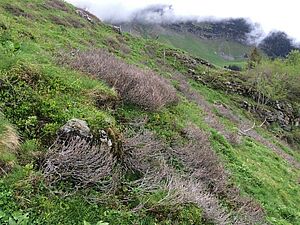 Sur un alpage, buissons d'aulnes verts desséchés parce qu'ils ont été broutés par les chèvres