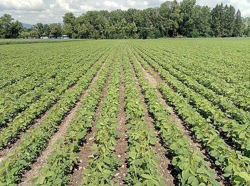 Surface de soja déjà bien développé, environ 40 cm de hauteur