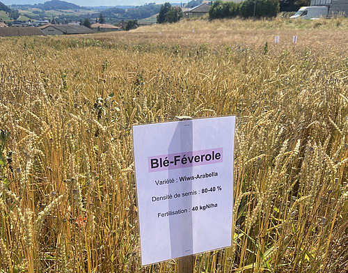 devant une parcelle de blé-féverole, un panneau plastifié indique les cultures présentes et variétés. 