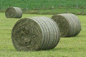 Du foin en balle sur une prairie