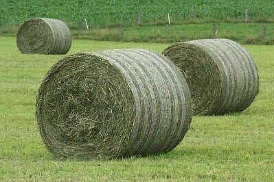 Du foin en balle sur une prairie
