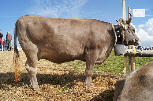 Vache brune bien charnue.