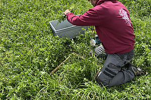 Une personne est assise dans un pré couvert de trèfle. Une zone rectangulaire est délimitée par un cadre en bois. La personne dépose une touffe de plantes dans une boîte en plastique à côté. 