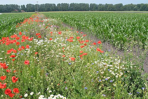 Bande florale colorée entre deux champs de maïs