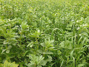 id=4245  Dateiname     Couvert-800-MCL.jpg  Bild-Metadaten Titel "" überschreiben?      Un engrais vert complexe en automne. (Photo: (c) FiBL; Maurice Clerc  Alternativer Text "" überschreiben?      Un engrais vert de près. on y voit beaucoup de pla