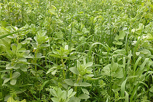 id=4245  Dateiname     Couvert-800-MCL.jpg  Bild-Metadaten Titel "" überschreiben?      Un engrais vert complexe en automne. (Photo: (c) FiBL; Maurice Clerc  Alternativer Text "" überschreiben?      Un engrais vert de près. on y voit beaucoup de pla