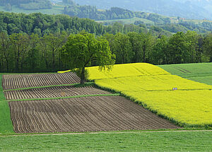 Vue d'ensemble de l'essai comparatif, avec une belle bande jaune au milieu, c'est le colza en fleur.