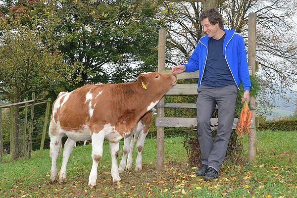 Sur un pâturage, un veau et un homme ayant des carottes dans une main.