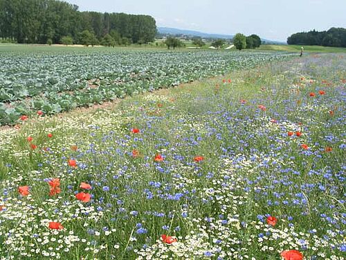 im Vordergrund blühender Nützlingsstreifen, im Hintergrund Kohlfeld