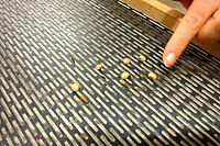 Une grille pour séparer les semences.