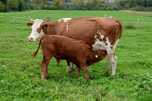 Une vache et un veau en train de téter sur un pâturage
