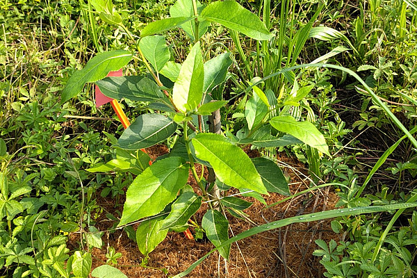  Une jeune plante avec plusieurs pousses et de grandes feuilles dans l'herbe.  