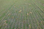 Blé dans le procédé 2 (= labour à 10 cm). Vouvry VS, le13.02.2015. Les mottes d’herbe ont par la suite bien séché et n’ont pas porté préjudice au blé. (Photo: (c) FiBL, Maurice Clerc) Blé au stade tallage dans un champ par un matin gris d'hiver.